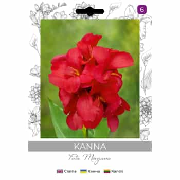 Canna Fata Morgana - perennial plant 2