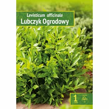 Lovage - Aromatic plant for your garden 2
