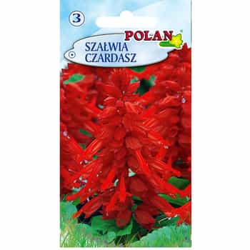 Sage Czardasz - annual plant, ideal for the garden 2