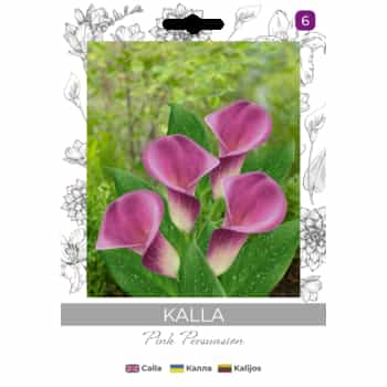 Calla Pink Persuasion - elegant potted plant 2