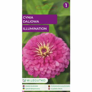 Dahlia-flowered Zinnia Illumination - annual plant with beautiful flowers 2
