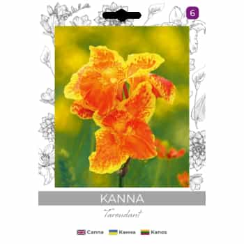 Canna Taroudant - ornamental plant for your garden 2