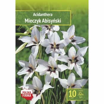 Benex Abyssinian Gladiolus - Exotic bulbous plant for your garden 2