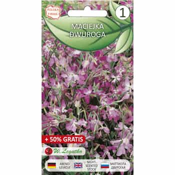 Evening Stock Two-Horned - Annual flower seeds with intense fragrance 2