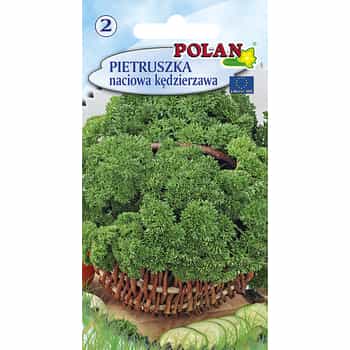 Parsley Moss Curled Polan - aromatic greens for your kitchen 2