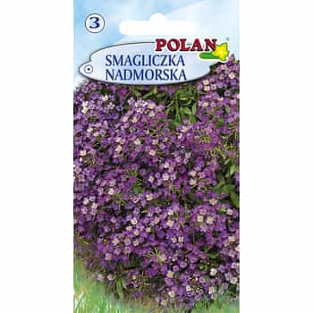 Sweet Alyssum Polan - ideal plant for your garden 2