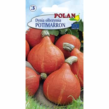 Giant pumpkin Potimaron Pola - Hokkaido ideal for soups and cakes 2