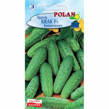 Cucumber Krak Polan - ideal for pickling and fermentation 2