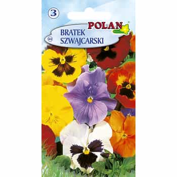 Swiss Pansy Polan - biennial ornamental plant for your garden 2