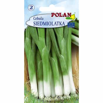 Cebula siedmiolatka Bajkał wieloletnia roślina 2