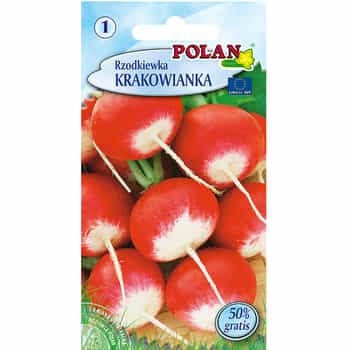 Krakowianka Polan Radish - ideal for autumn salads 2