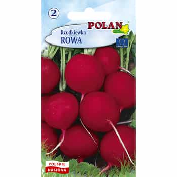 Radish Rowa Polan - early variety with delicate taste 2