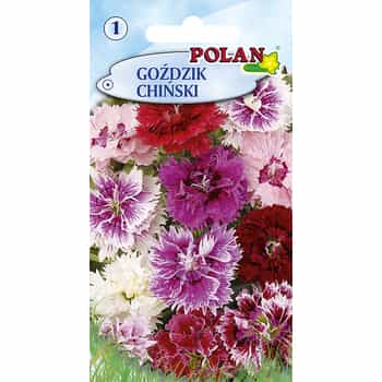Chinese Carnation Polan - annual plant ideal for the garden 2