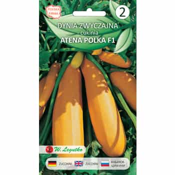 COMMON PUMPKIN ATENA SEEDS - early and prolific variety 2