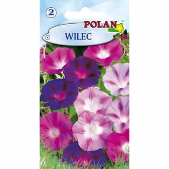 Morning Glory Polan - Climbing ornamental plant for garden and balcony 2