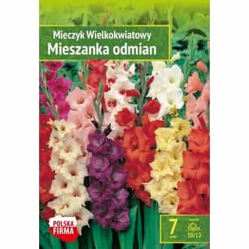 Gladiolus Benex - flowers for your garden 2