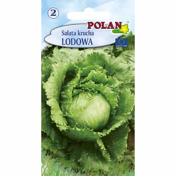 Iceberg lettuce Polan - fresh and crispy straight from the field 2