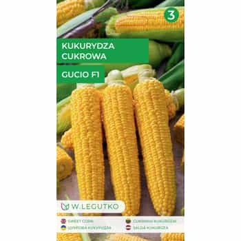 Cykrowa Guciu Corn - Super sweet, early variety 2