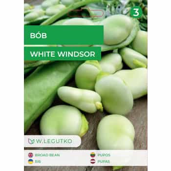 Broad Bean Windsor White - High-yielding variety with large seeds 2