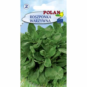 Lamb's lettuce Polan - fresh leafy vegetable perfect for salads 2