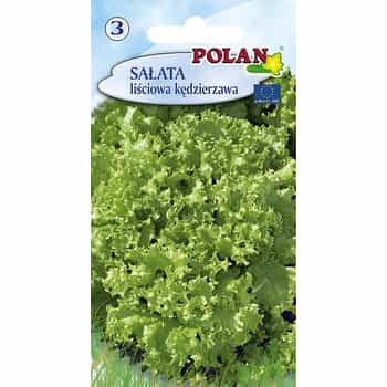 Curly Lettuce Polan - ideal for decoration and salads 2