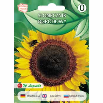 Garden Sunflower - Tall ornamental sunflower for your garden 2