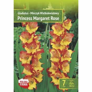 Gladiolus Princess Benex - garden flowers for your garden 2