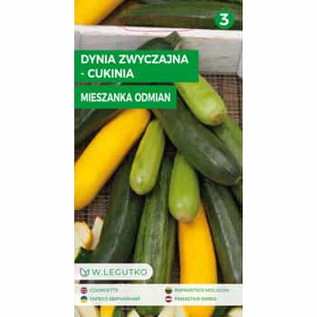 DYNIA ZWYCZAJNA CUKINIA - Mix of colorful varieties 2
