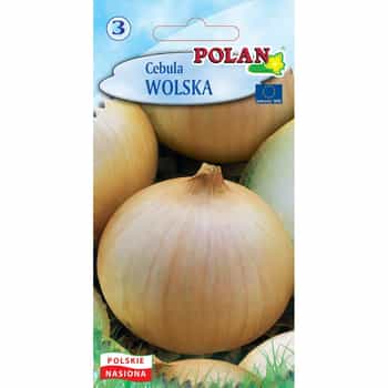 Onion Wolska Polan - late variety ideal for storage 2
