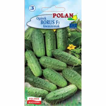Cucumber Borus Polan - ideal for pickling and preserving 2