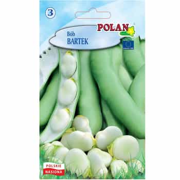 Broad bean Bartek Polan - Medium early variety ideal for consumption 2