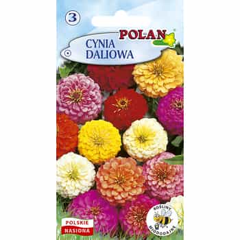Polan Dahlia-flowered Zinnia Multicolored - annual plant ideal for the garden 2