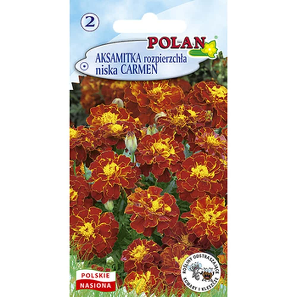Marigold Carmen Polan - annual plant ideal for flowerbeds