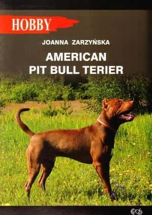 American Pit Bull Terrier - guide for dog lovers