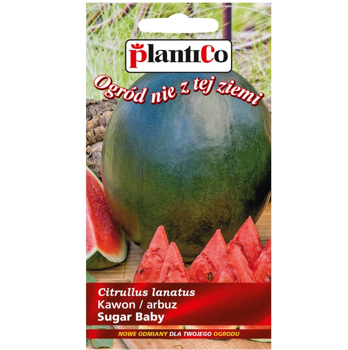 Watermelon Sugar Baby - sweet summer taste in your garden