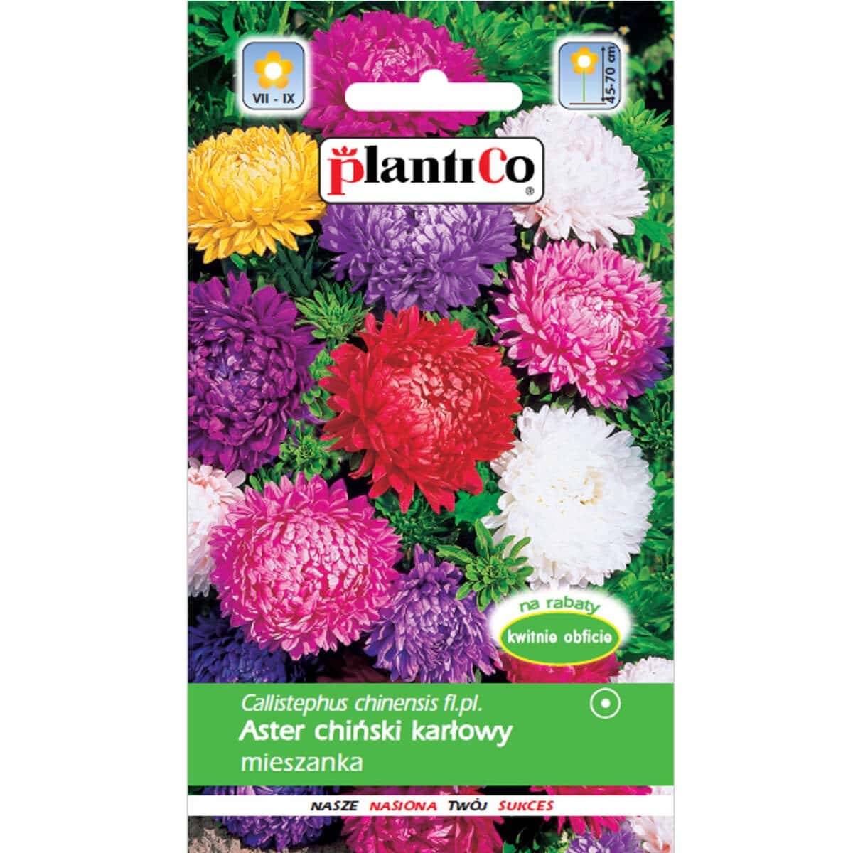 Plantico Chinese Dwarf Aster - Mix of peony-like flowers for your garden