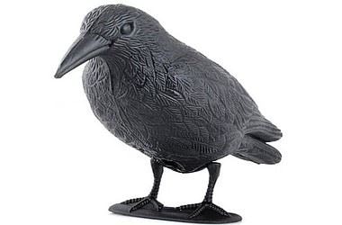 Crow decoy for pigeon control - effective protection against birds