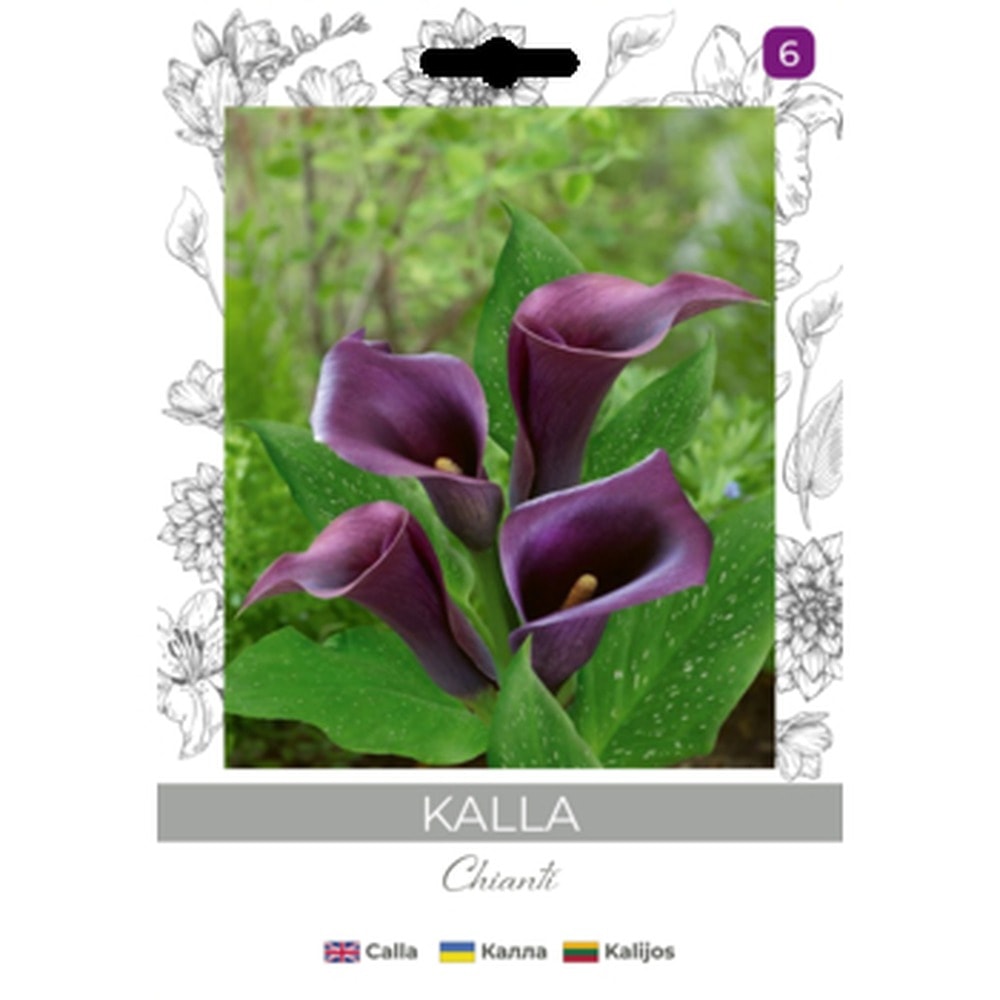 Purple Calla Bulbs - Elegance and color in your garden