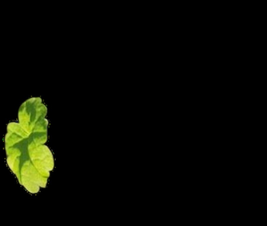 Barbel Oftring - What will grow from it? Plant identification for kids