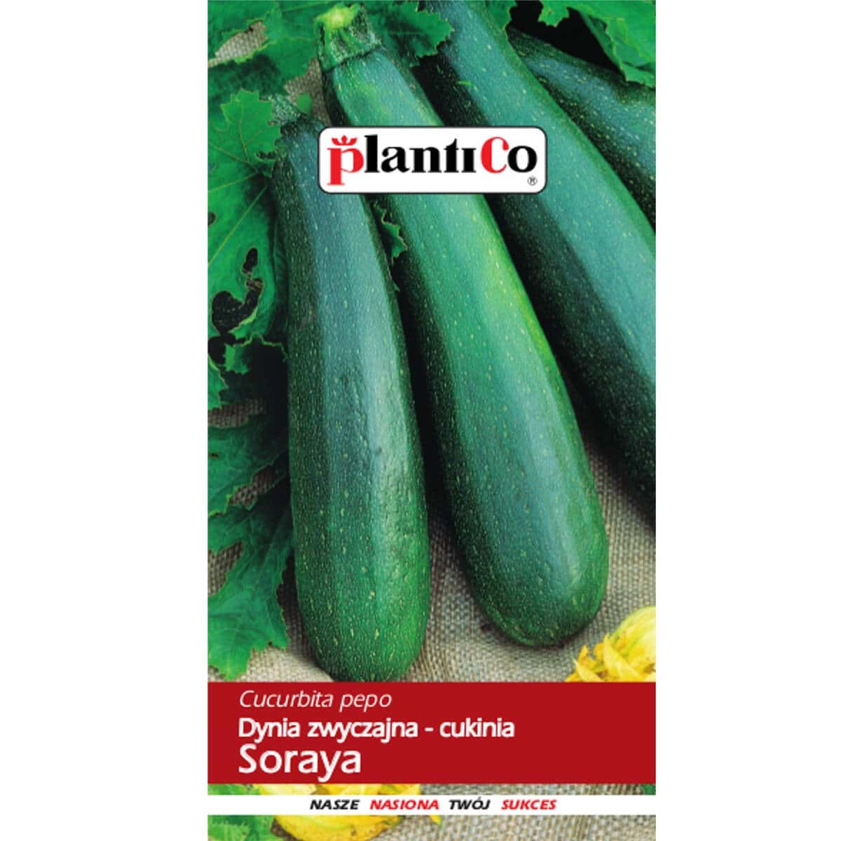 Plantico Zucchini Soraya - medium-early variety for your garden