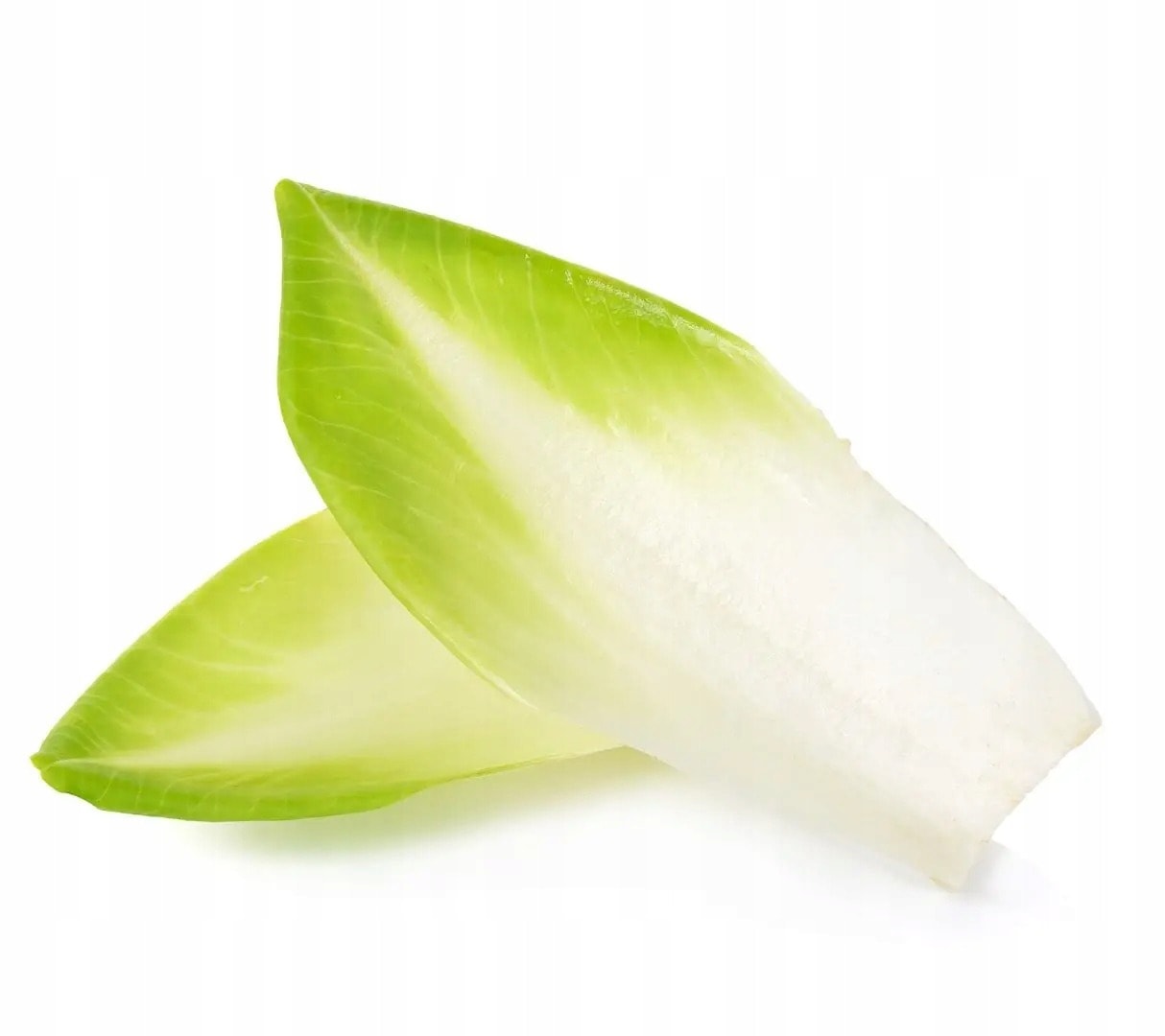Polish Chicory - Fresh and crispy, ideal for salads