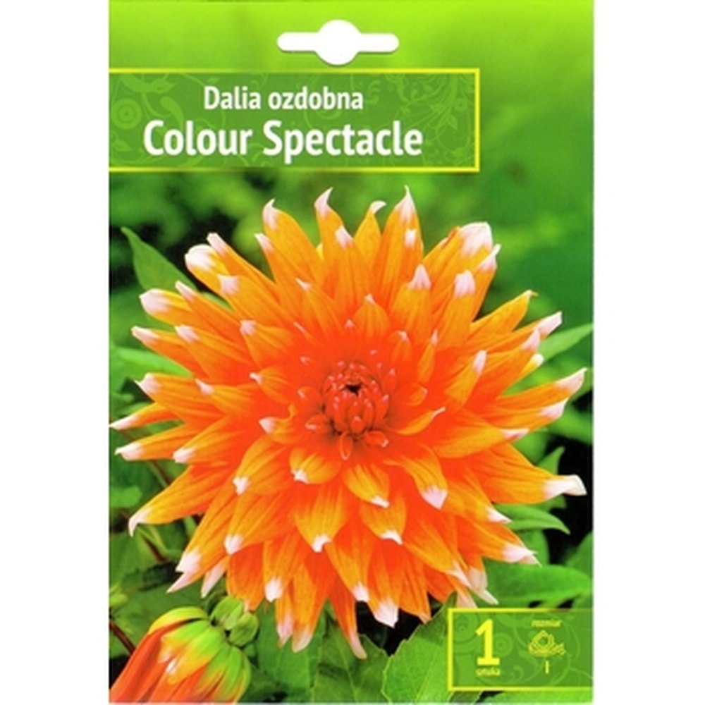 Dahlia Colour Spectacle Benex - Spectacular decoration for your garden