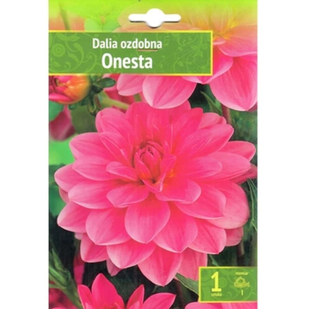 Dahlia Onesta Benex - decorative ornament for your garden