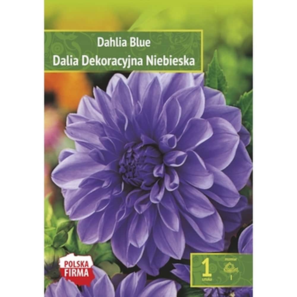 Decorative Dahlia blue - perfect decoration for your garden