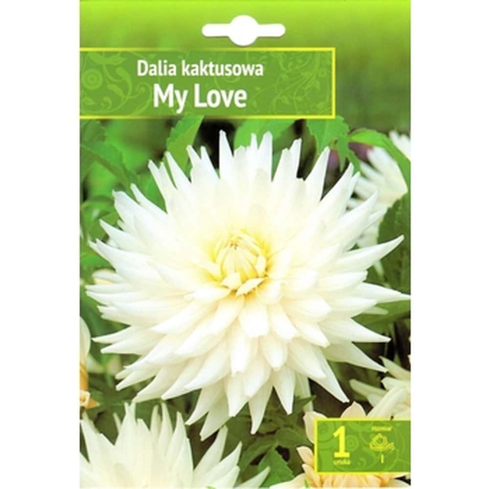DALIA MY LOVE BENEX - Garden Dahlia