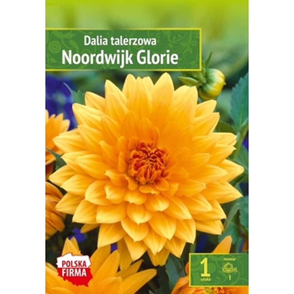 Dinnerplate Dahlia Noordwijk - ornament for every garden