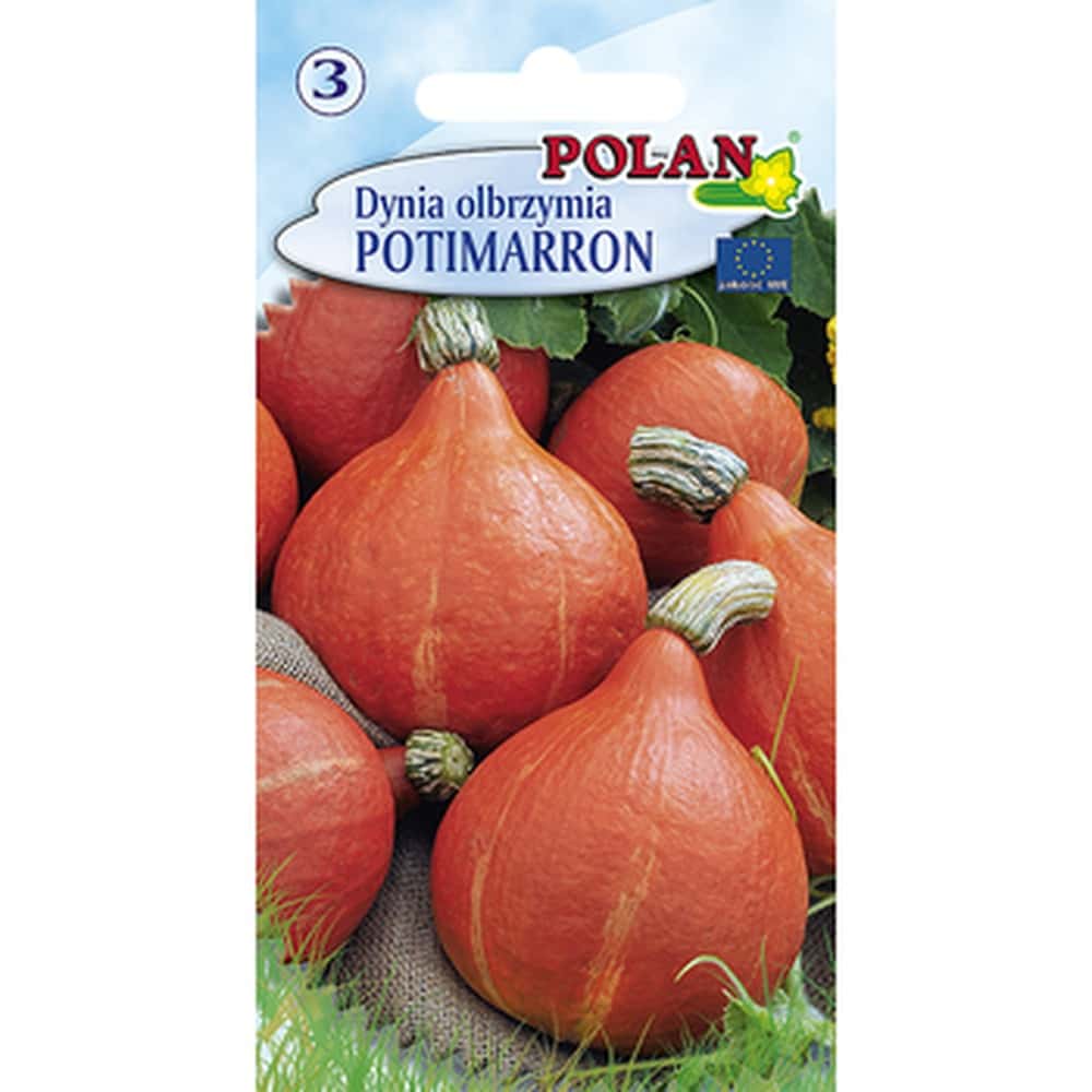 Giant pumpkin Potimaron Pola - Hokkaido ideal for soups and cakes