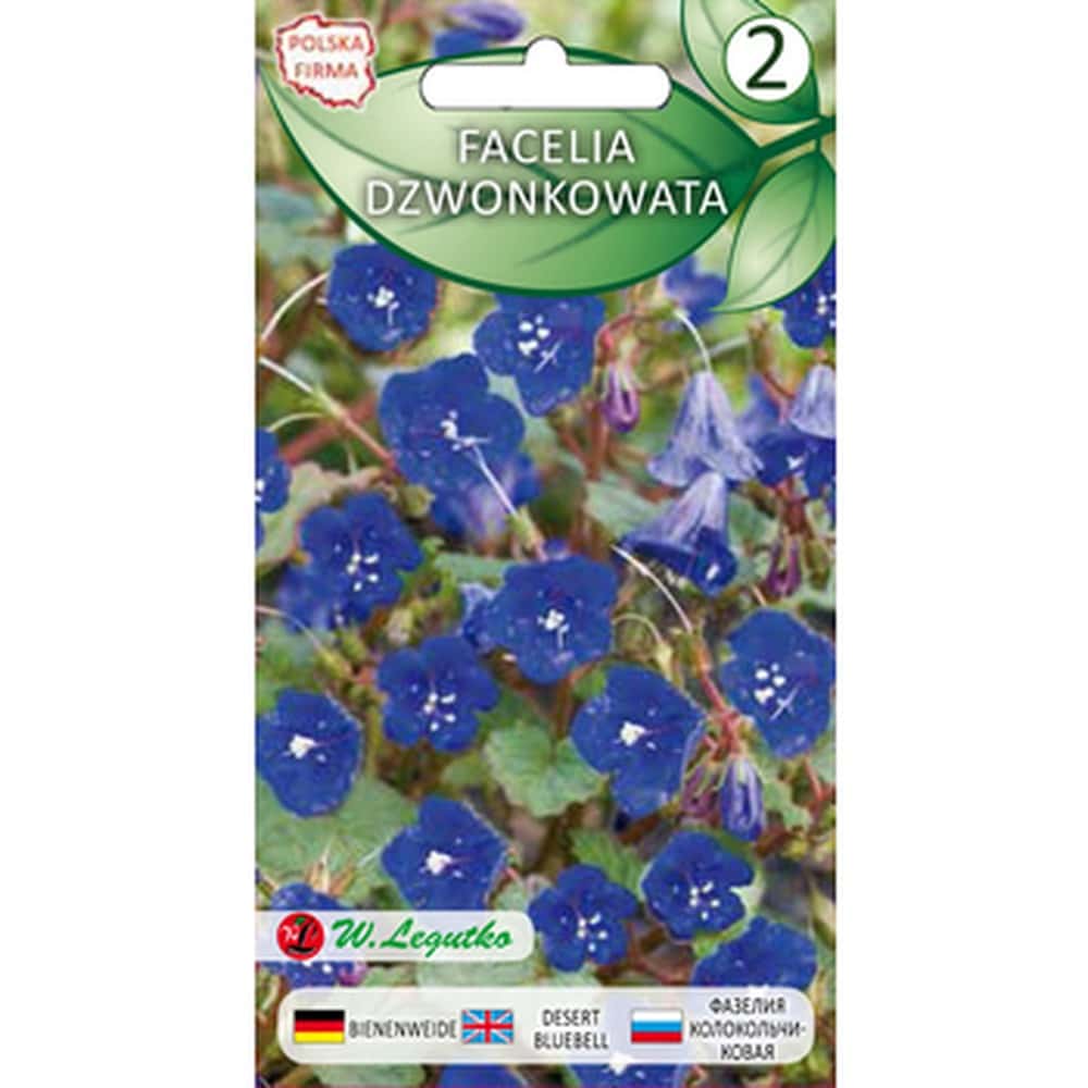 Bellflower phacelia - blue honey plant for your garden