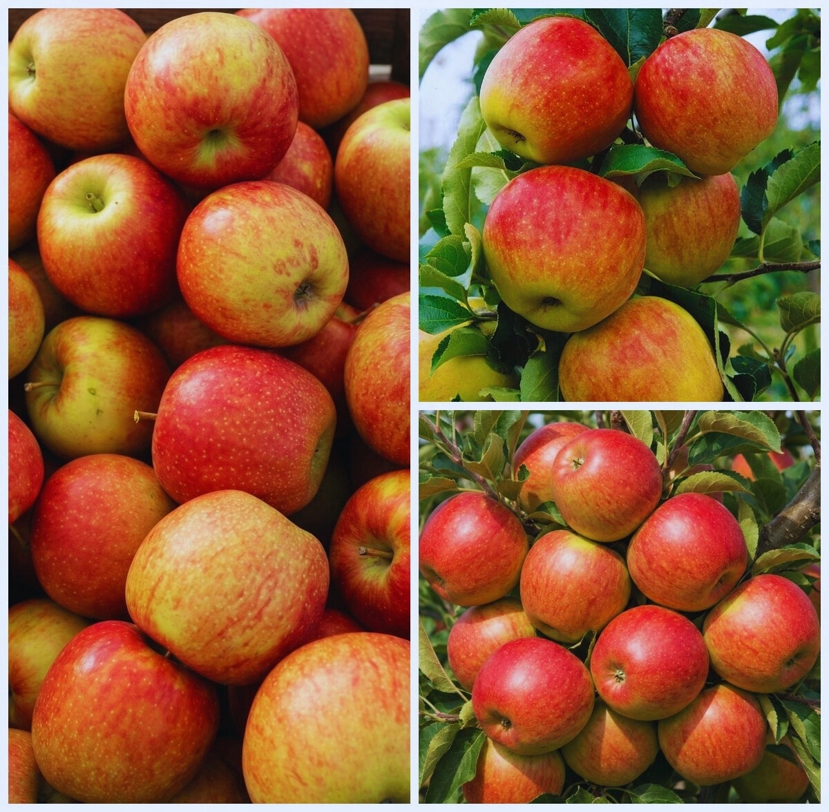 Jonagored Apples Class I Poland 3kg - fresh fruits straight from the orchard