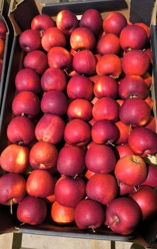 School Apples Class I - perfect for lunchboxes